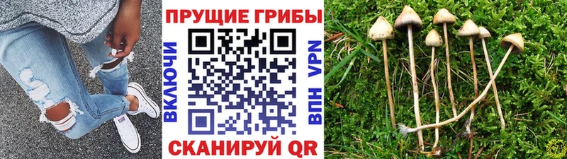 omg ONION  наркотики  Тетюши  Галлюциногенные грибы Psilocybe 